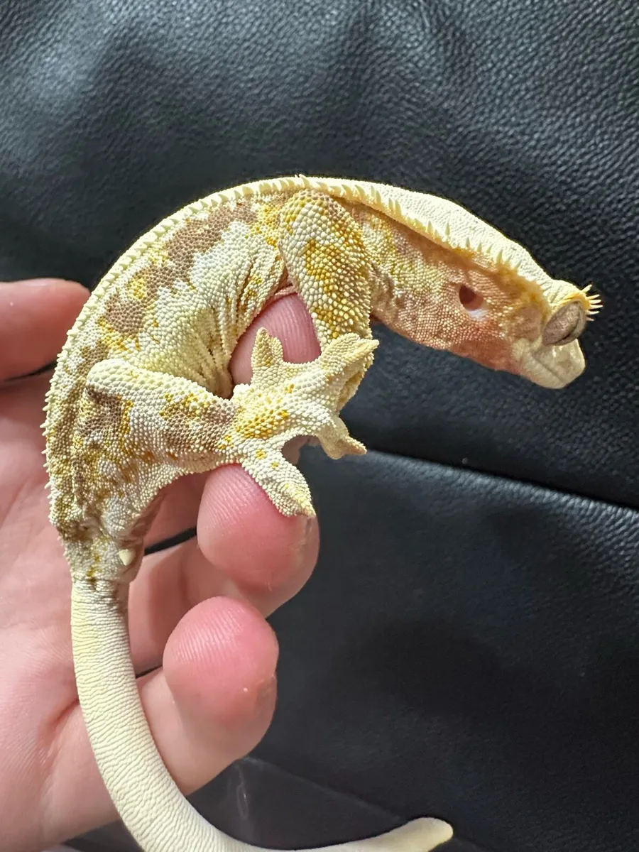 Crested gecko - Image 2