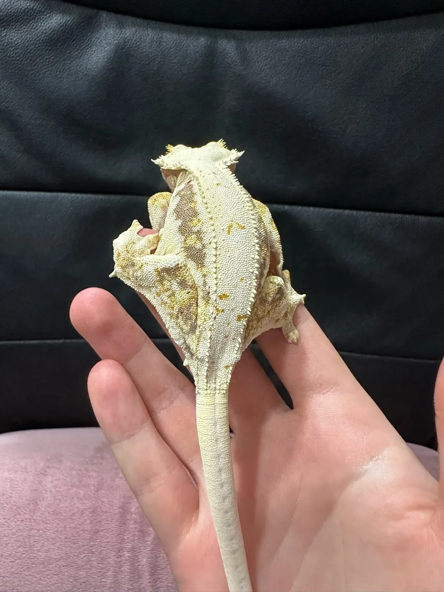 Crested gecko - Image 3