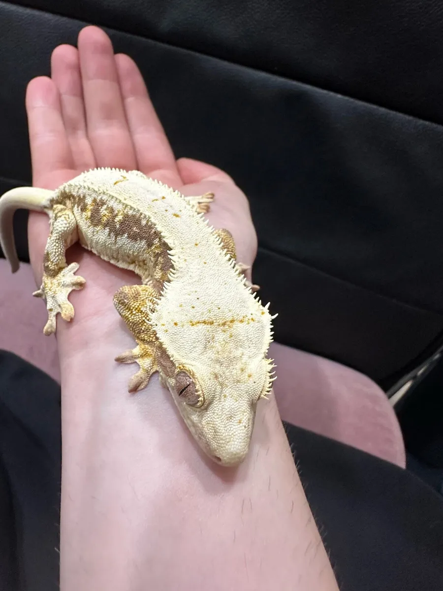 Crested gecko - Image 4