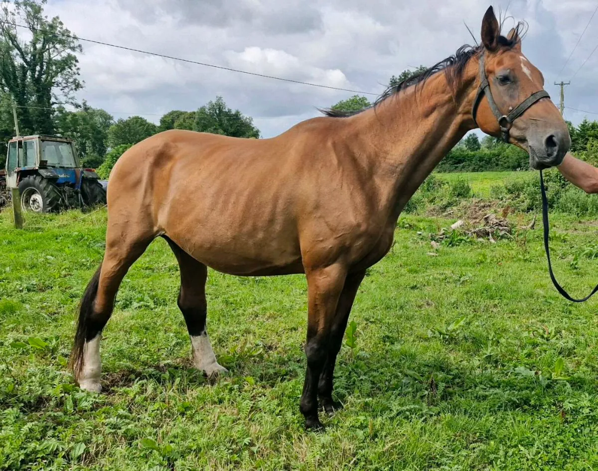 Lupicor broodmare - Image 1