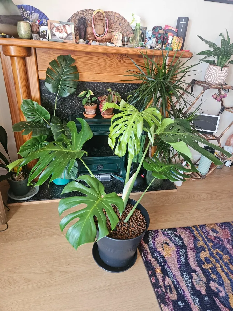 Large Form Monstera Deliciosa - Image 2