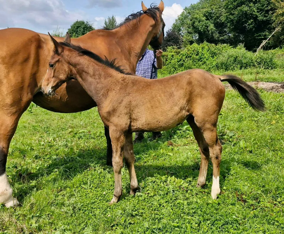 Lupicor broodmare - Image 2