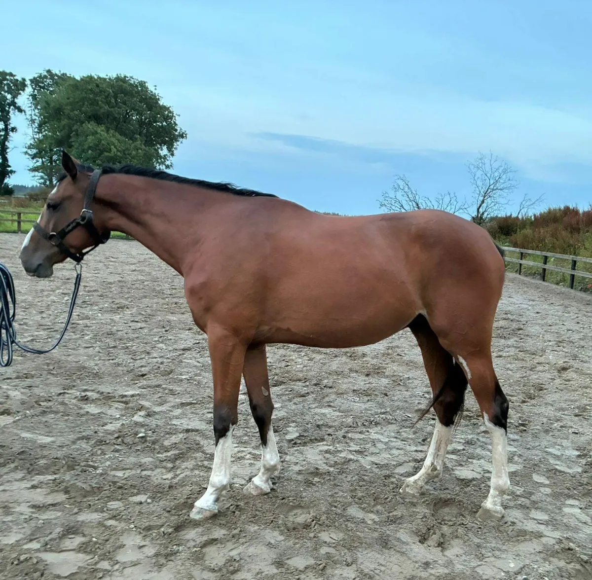 Lupicor broodmare - Image 4