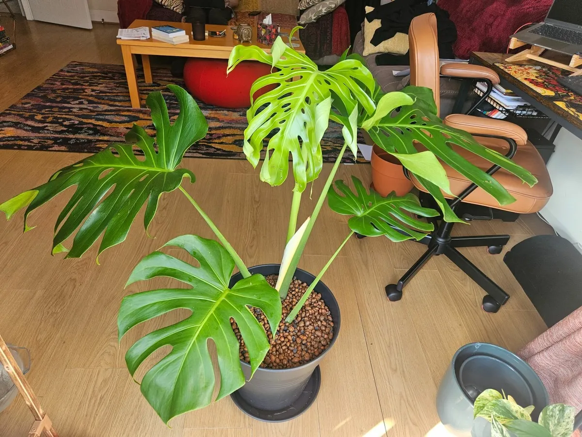 Large Form Monstera Deliciosa - Image 1
