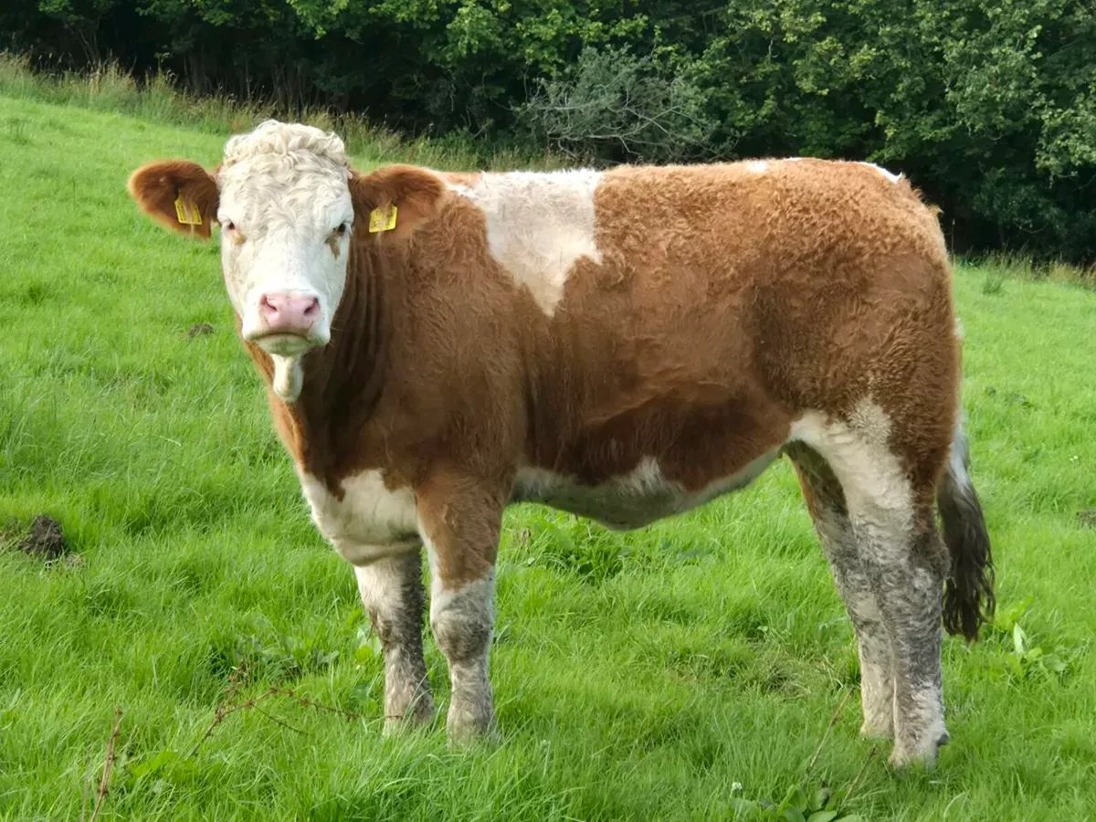 Pedigree Simmental heifers - Image 3