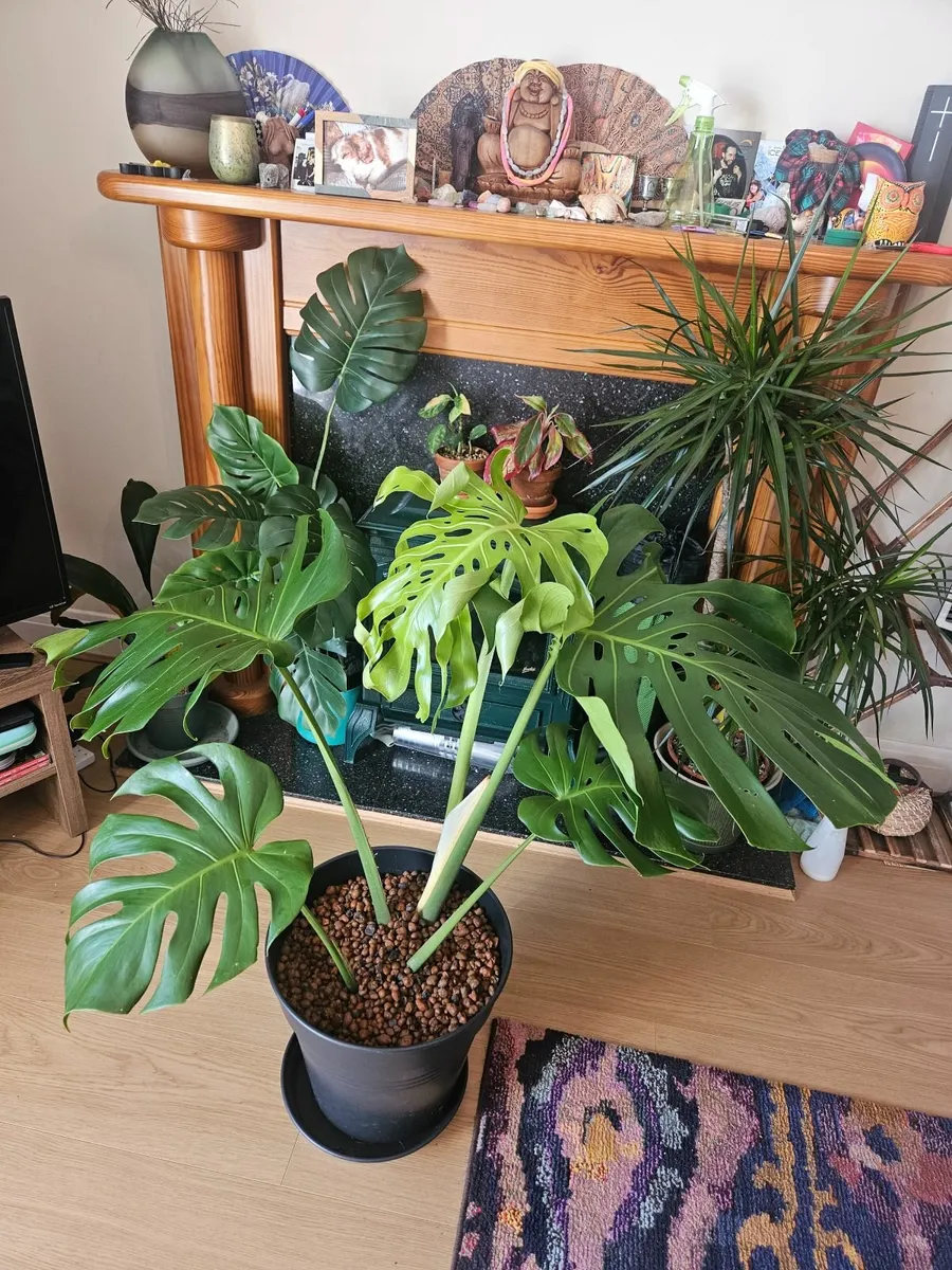 Large Form Monstera Deliciosa - Image 3