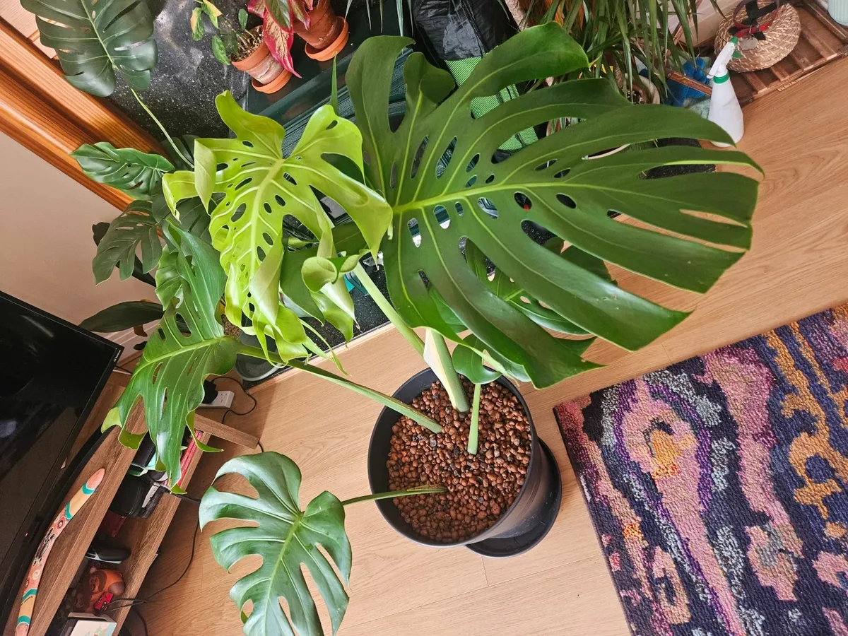 Large Form Monstera Deliciosa - Image 4