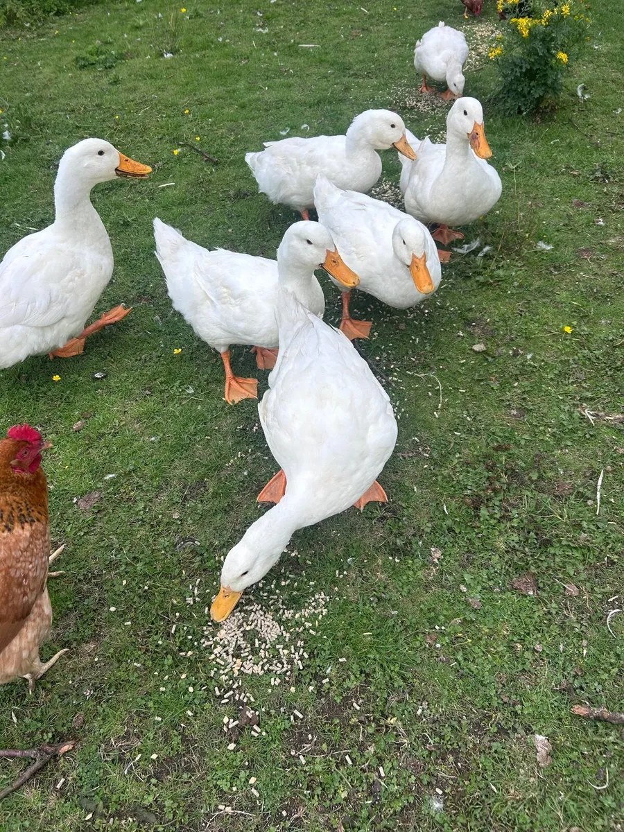Ducks - Image 2