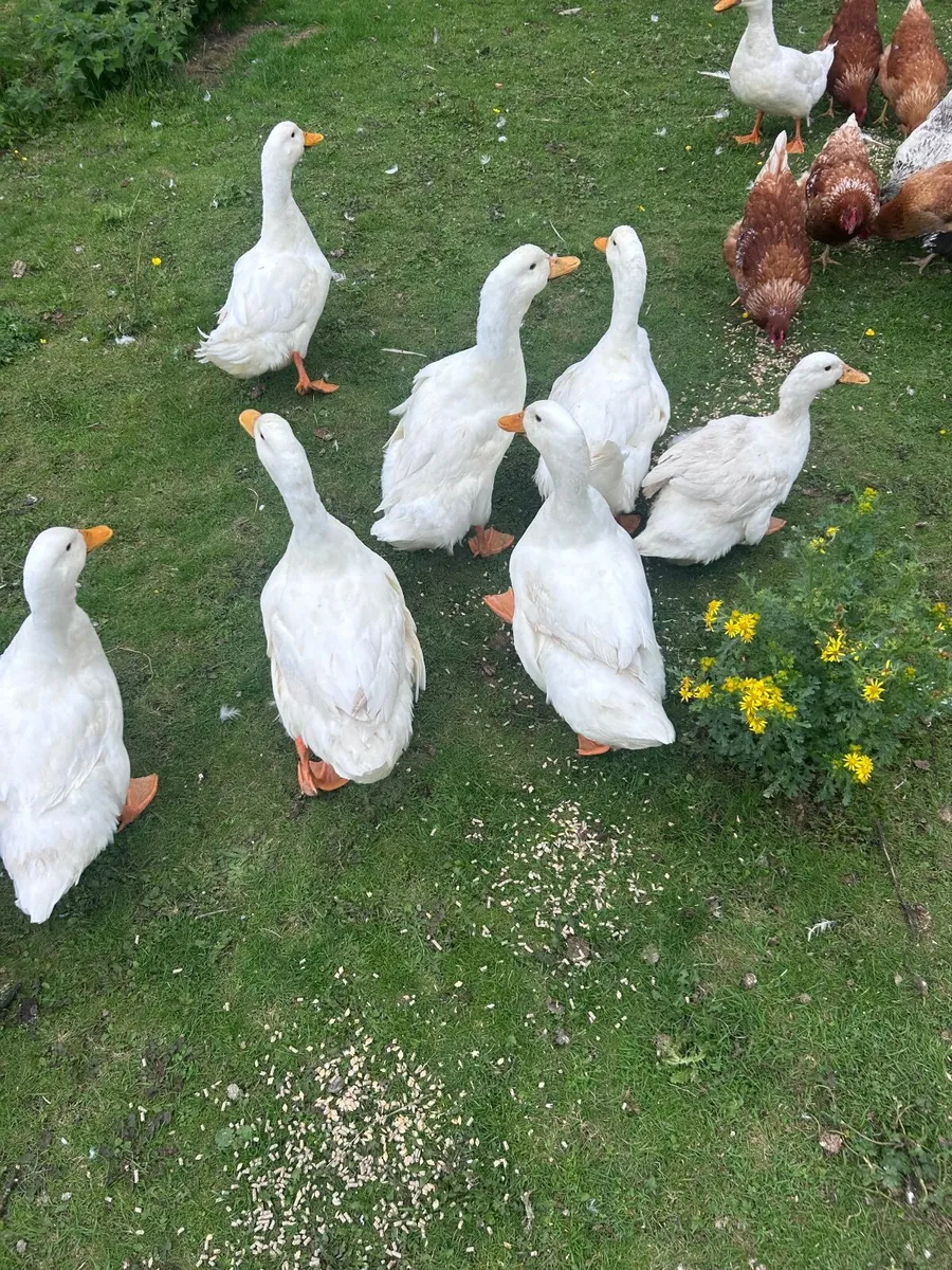 Ducks - Image 1