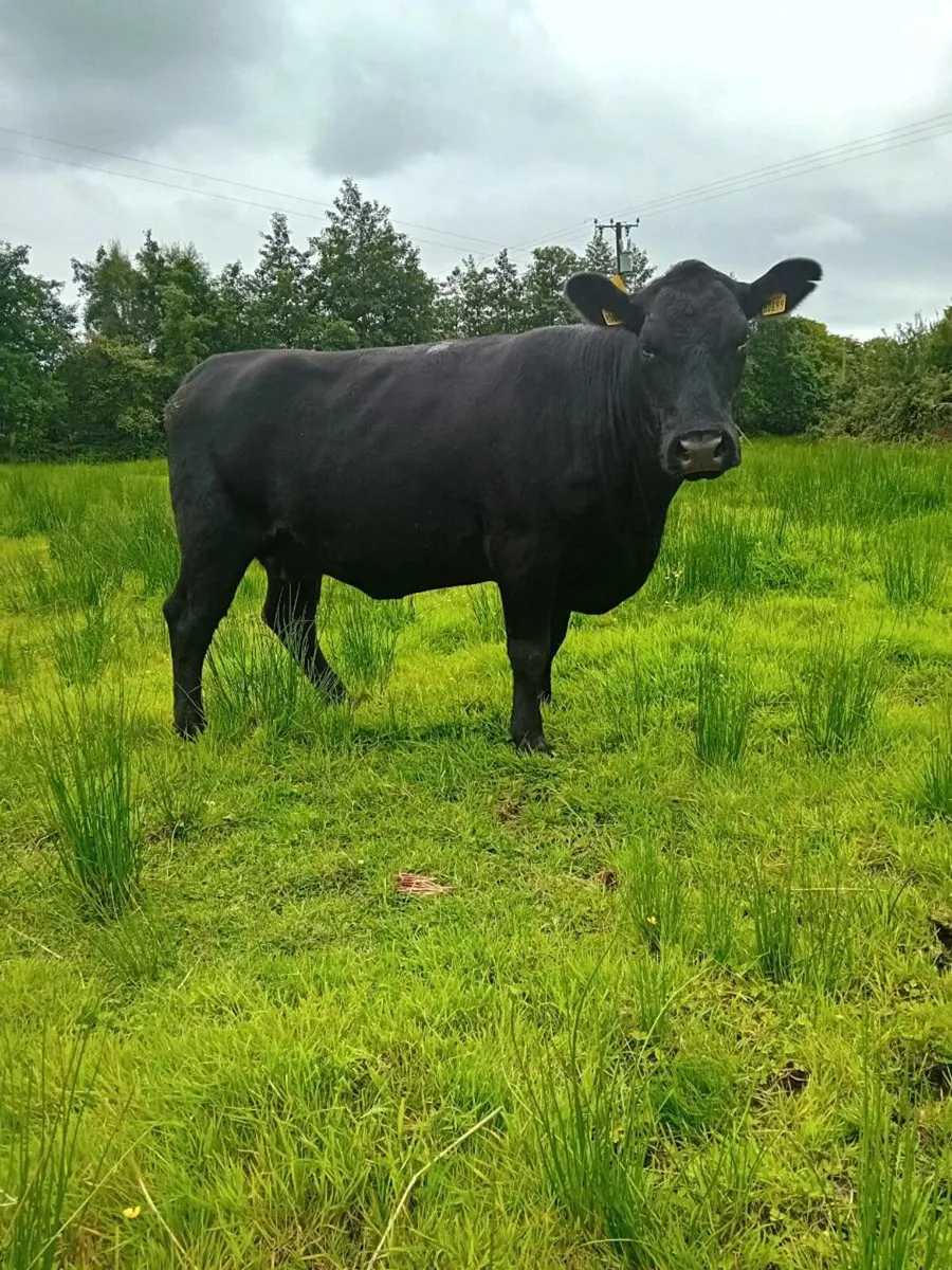 Pedigree Angus cow - Image 3