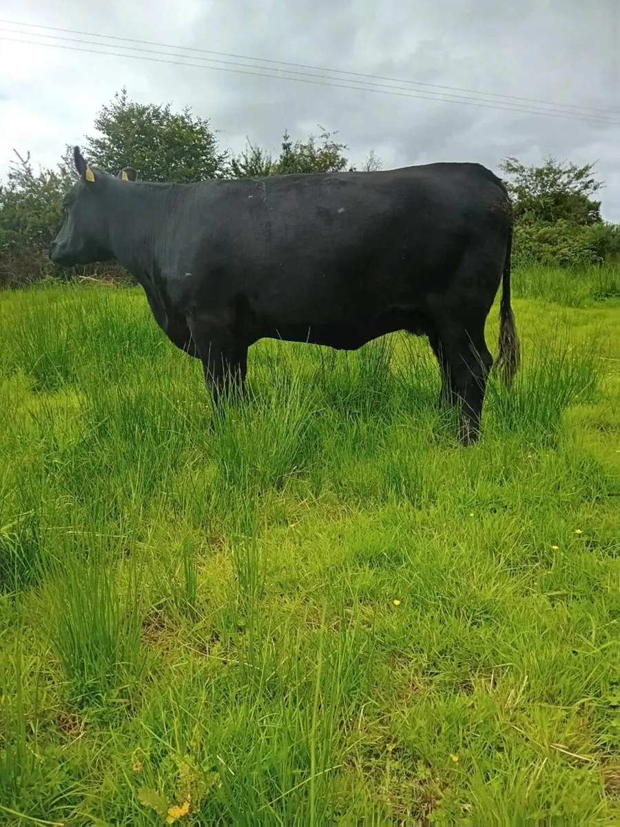 Pedigree Angus cow - Image 4