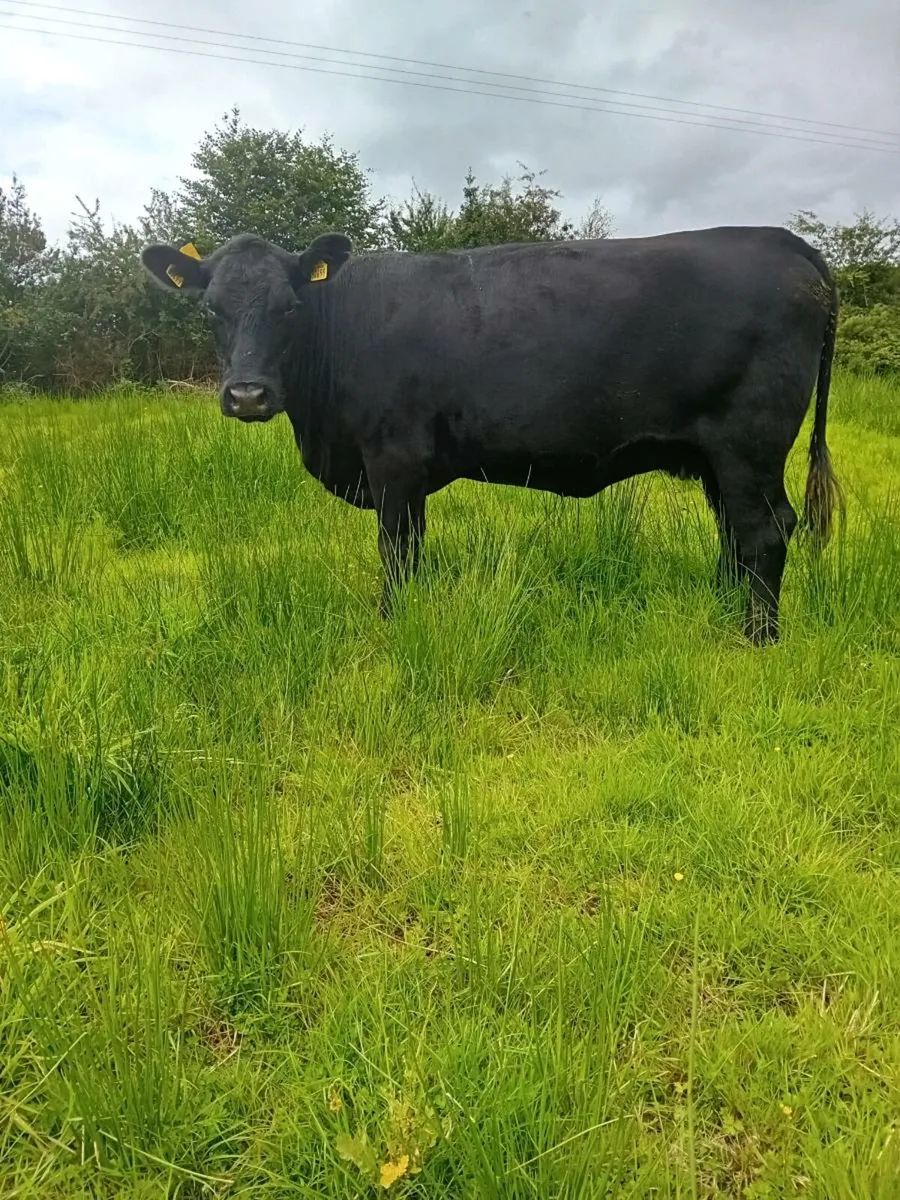 Pedigree Angus cow - Image 1