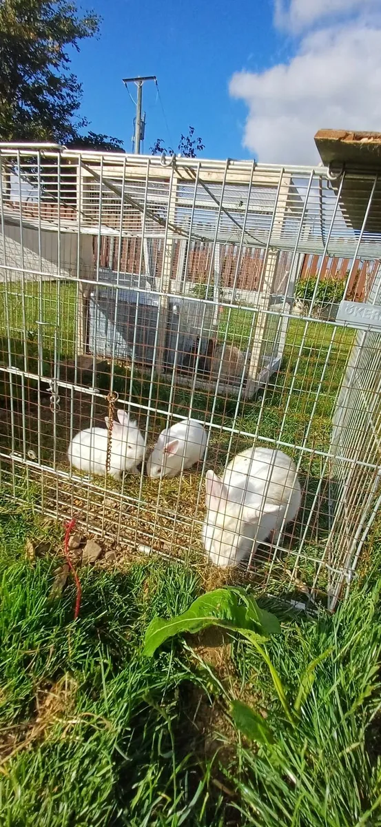 Dwarf baby rabbits - Image 3