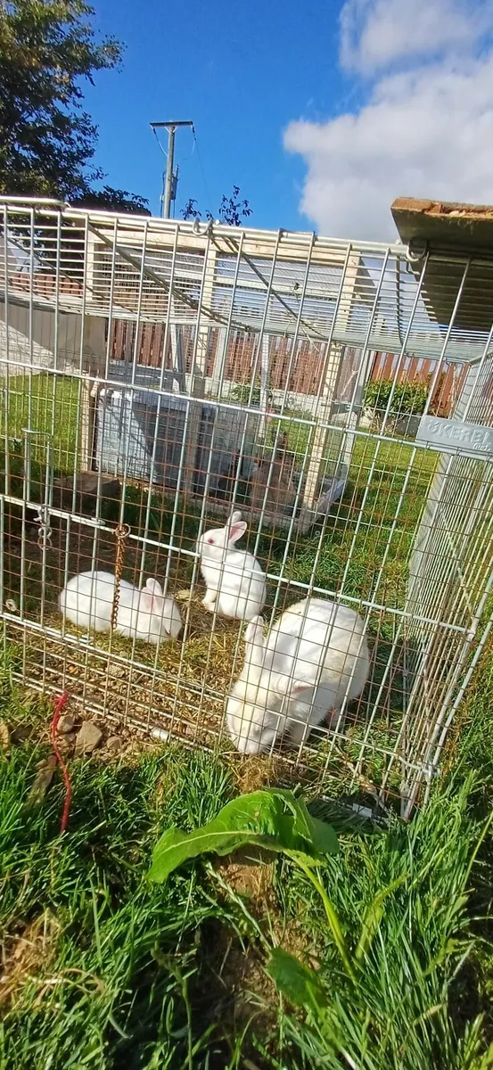 Dwarf baby rabbits - Image 4