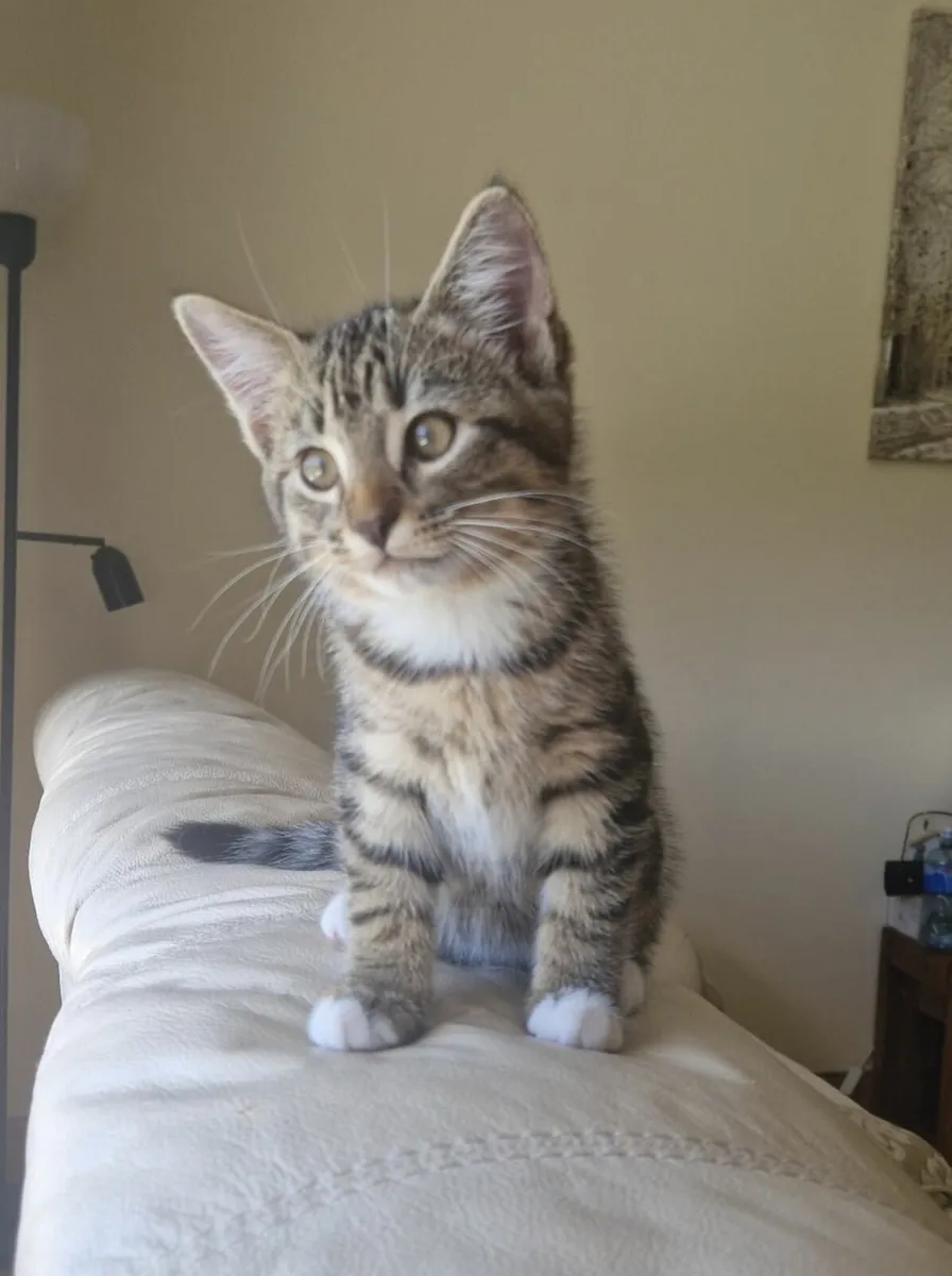 Kitten - Image 1