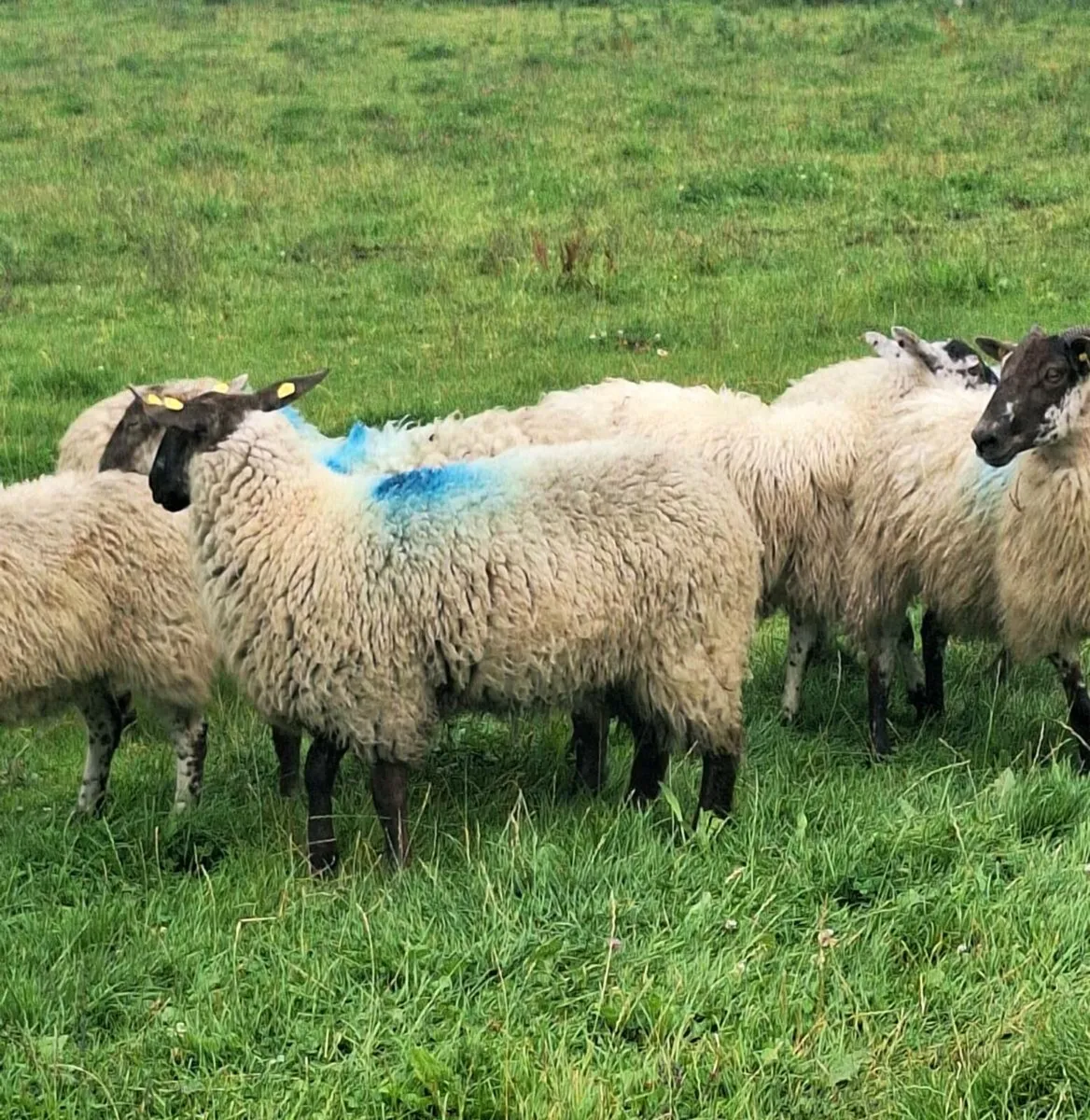 7 Ewe Hoggets - Image 4