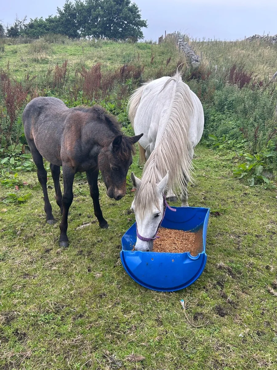 Mare and filly foals - Image 1