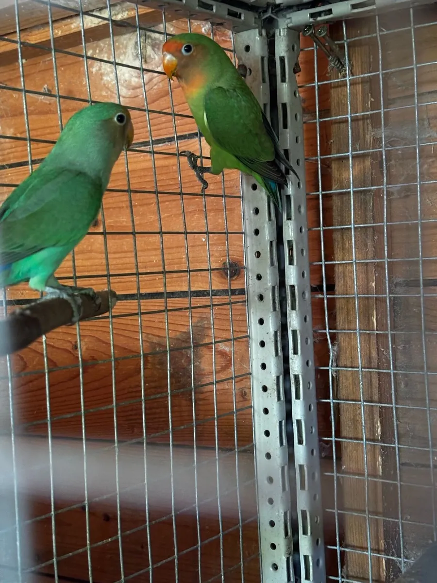 Love birds - Image 1