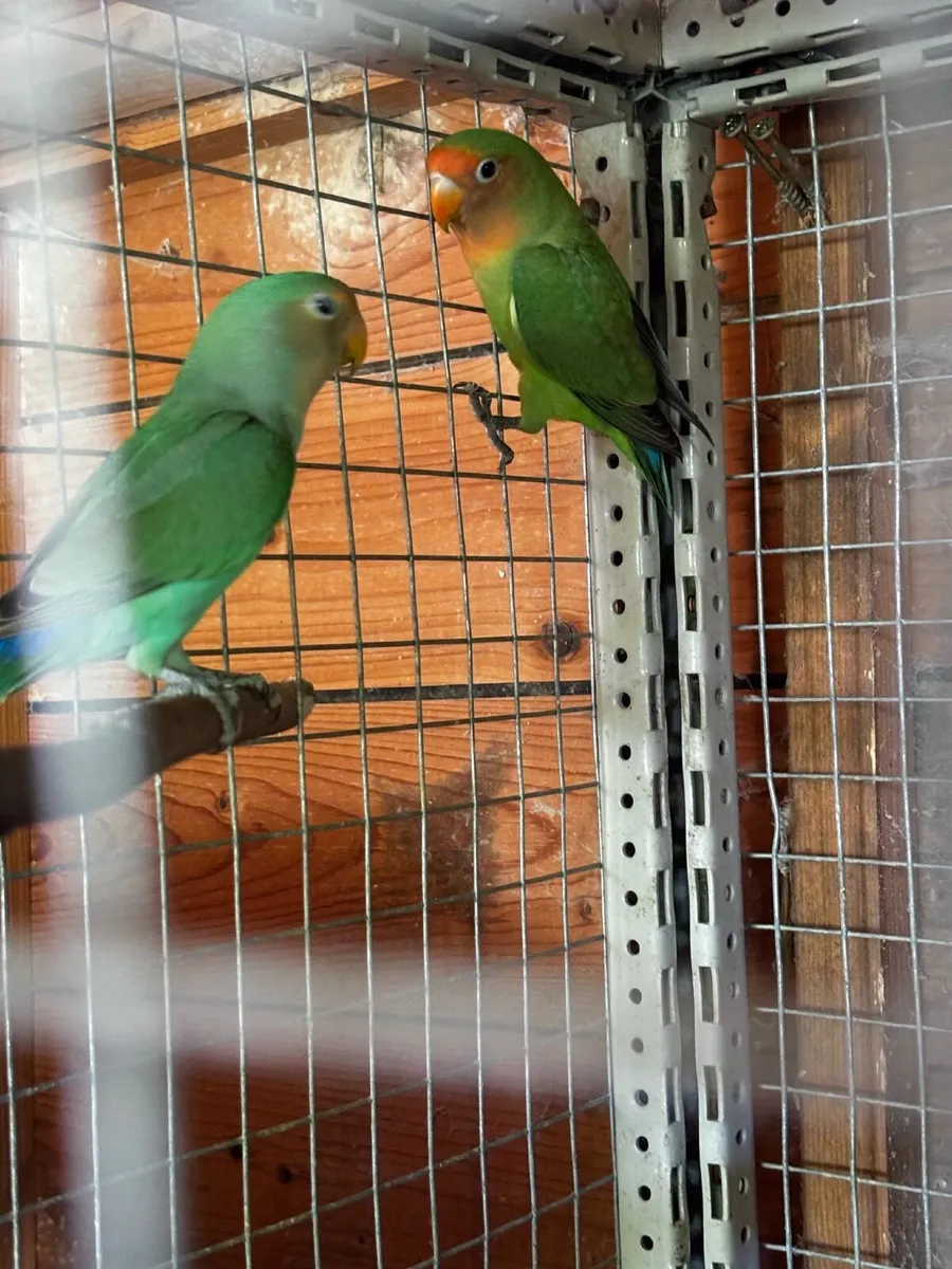 Love birds - Image 2