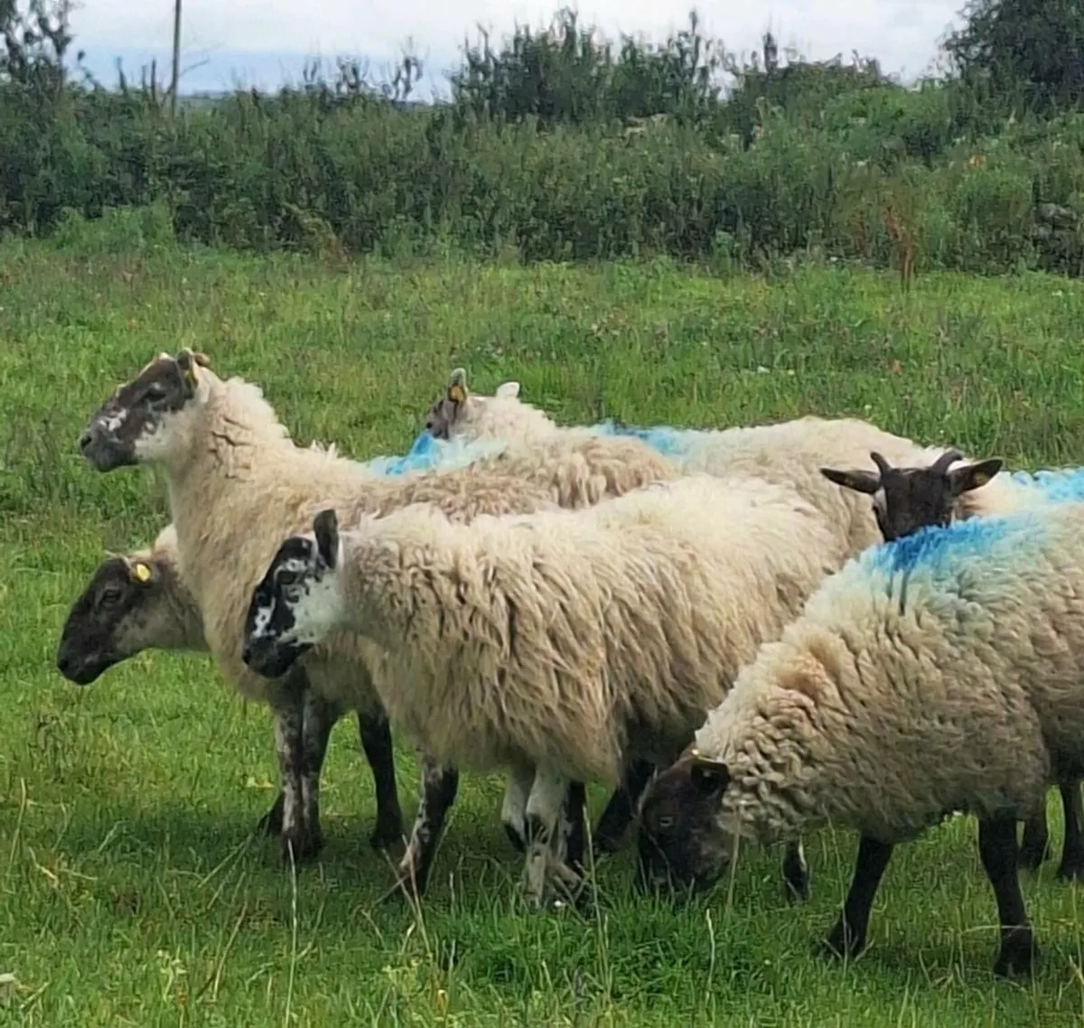 7 Ewe Hoggets - Image 1