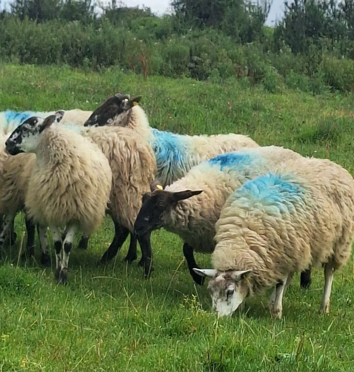 7 Ewe Hoggets - Image 2