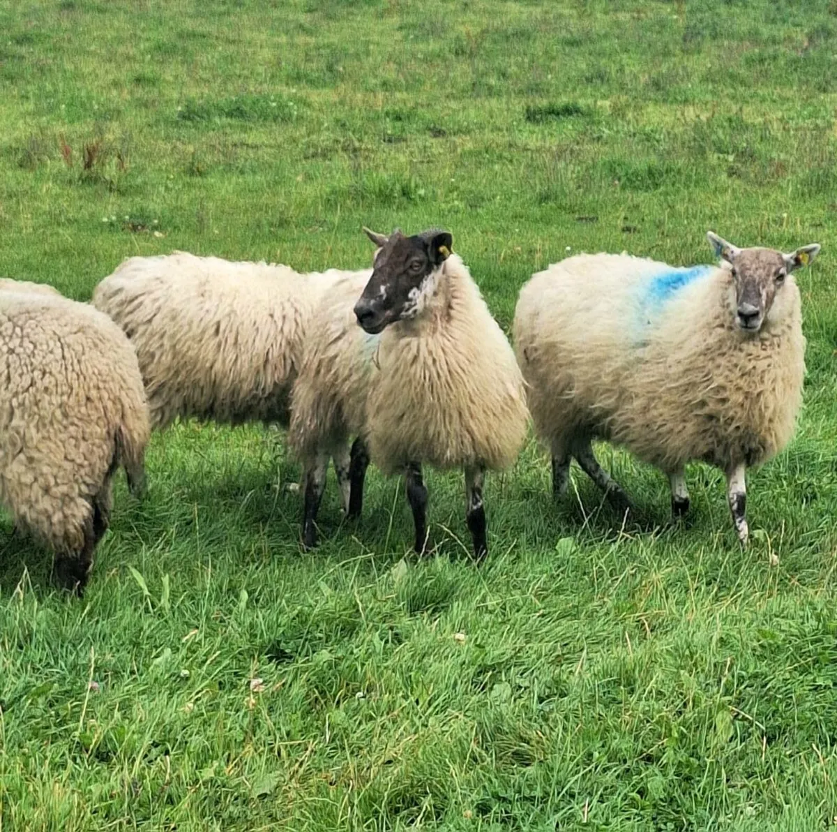 7 Ewe Hoggets - Image 3