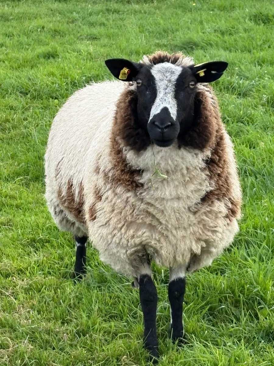 Selection of Dutch Spotted Lambs - Image 2