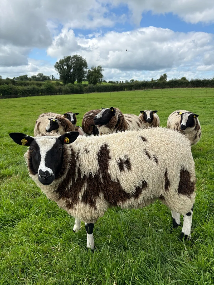Selection of Dutch Spotted Lambs - Image 1