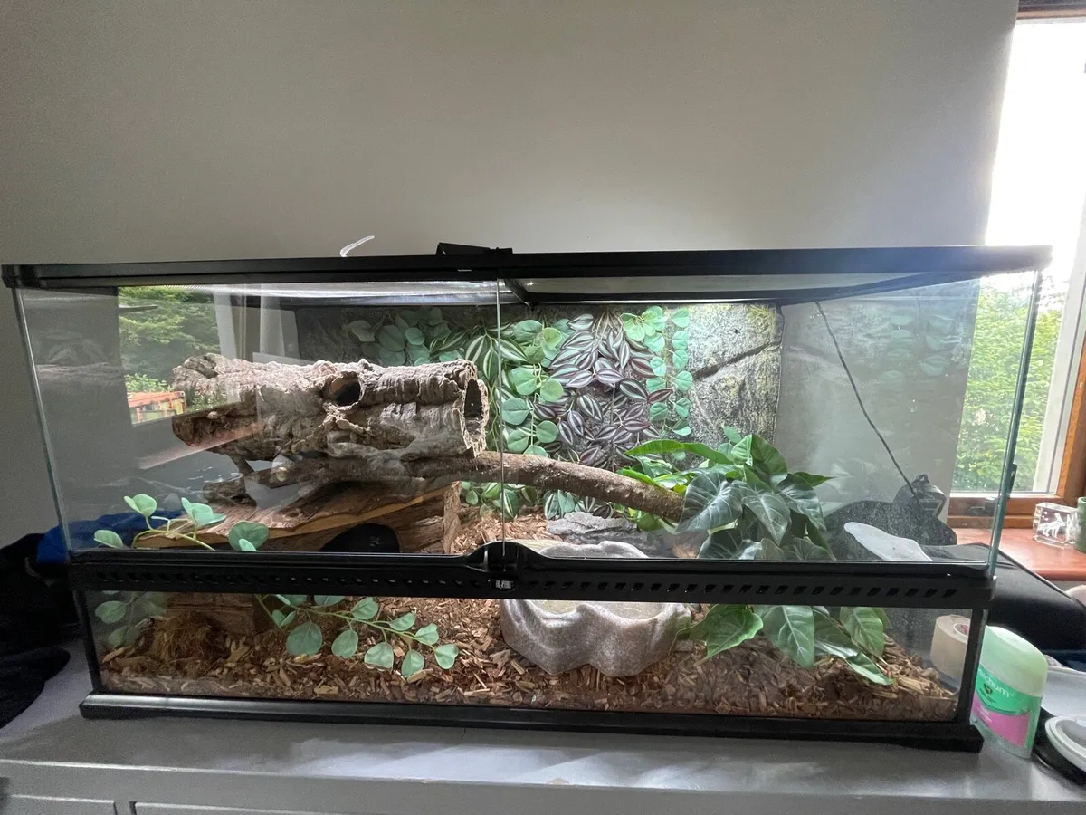 Corn snake - Image 1