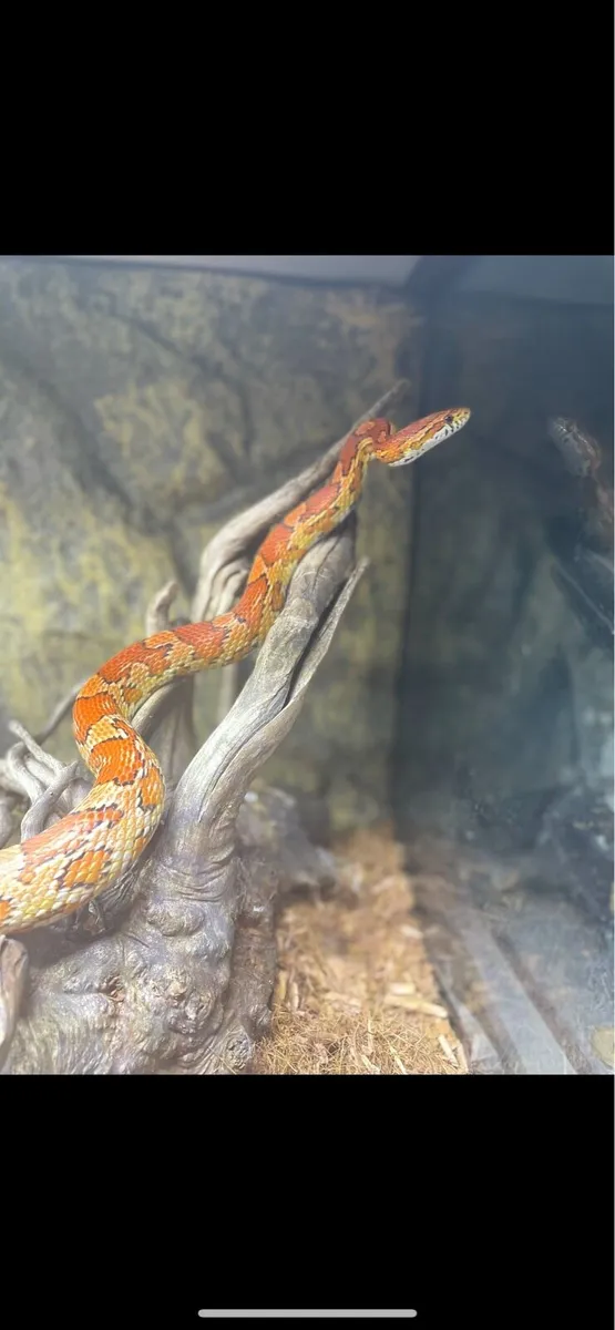 Corn snake - Image 2