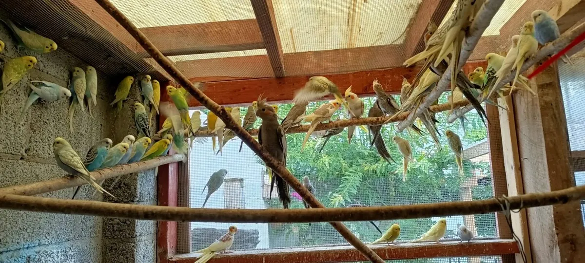 budgies and cockatiels - Image 2