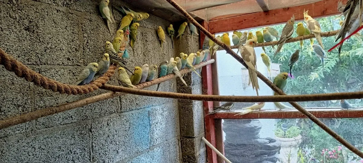 budgies and cockatiels - Image 3