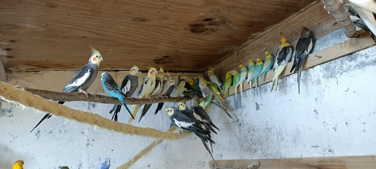 budgies and cockatiels - Image 1