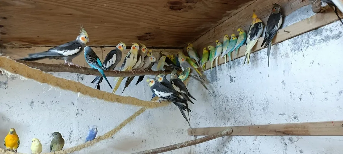 budgies and cockatiels - Image 4