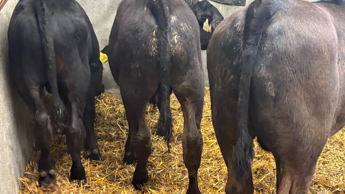 3 Super Angus Bull Runners - Image 2