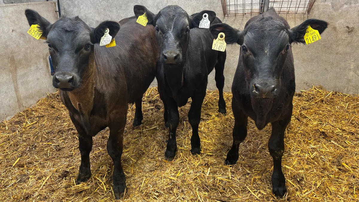 3 Super Angus Bull Runners - Image 4