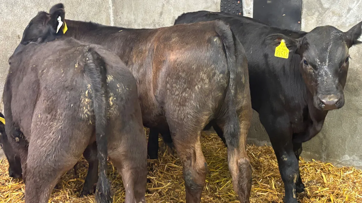 3 Super Angus Bull Runners - Image 3