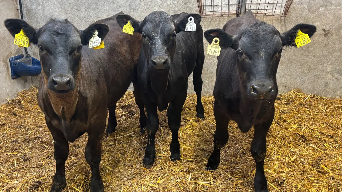 3 Super Angus Bull Runners - Image 1