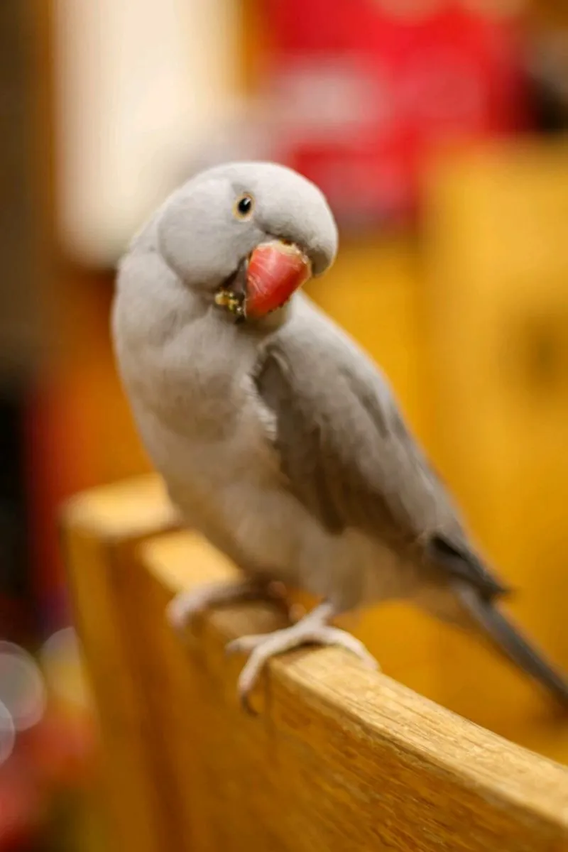 Indian Ringneck - Image 2