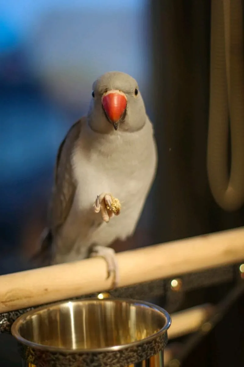 Indian Ringneck - Image 3