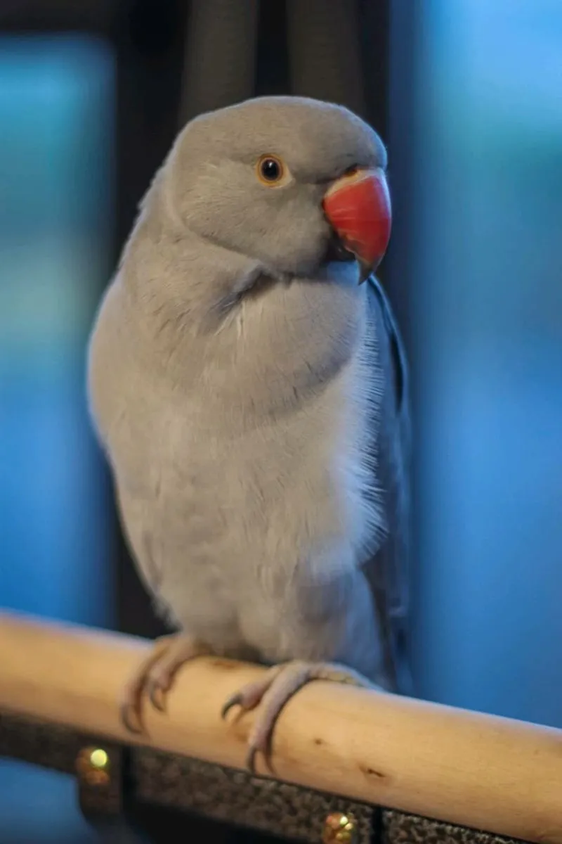 Indian Ringneck - Image 4