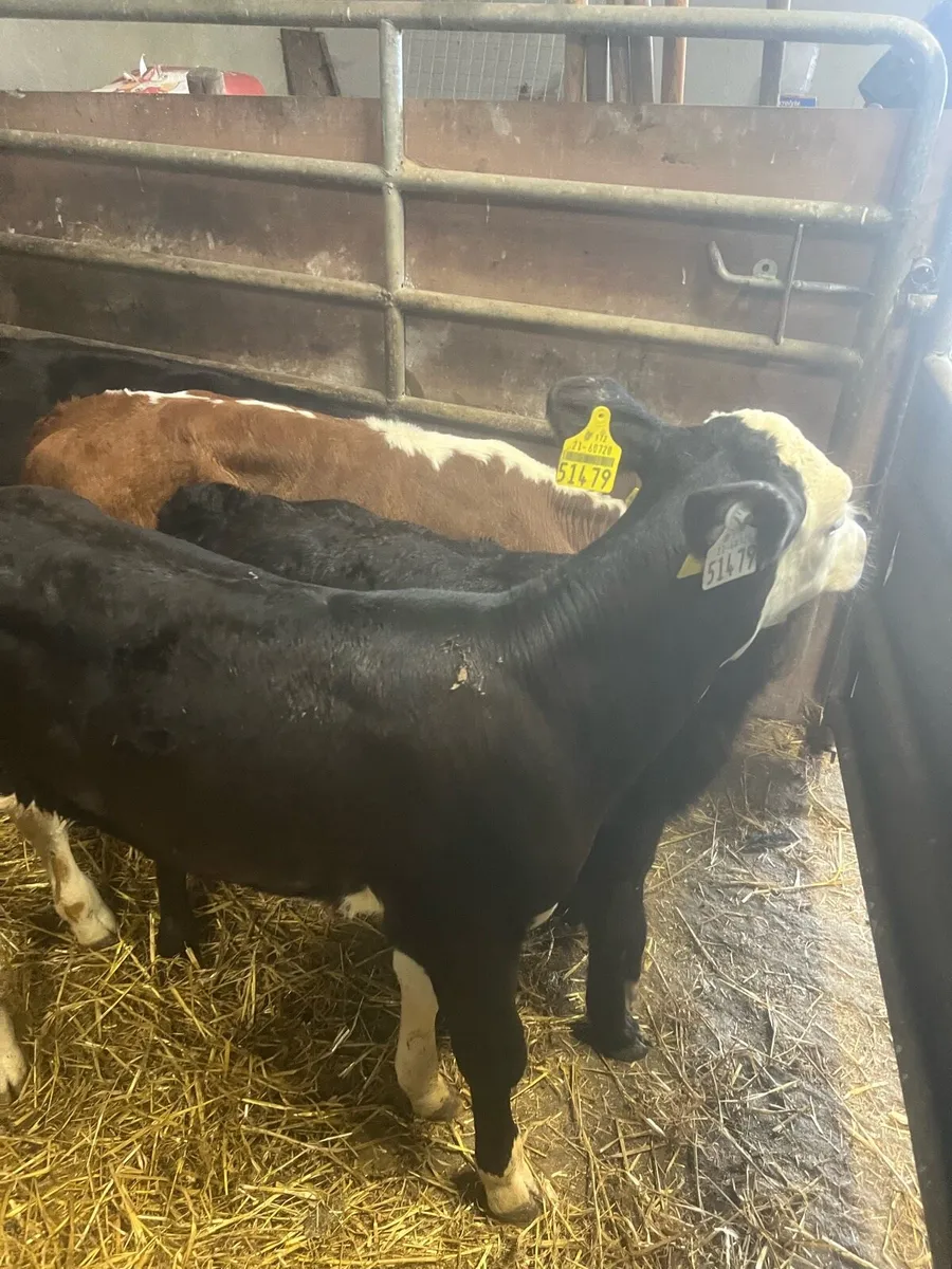 Suck calfs for sale - Image 2