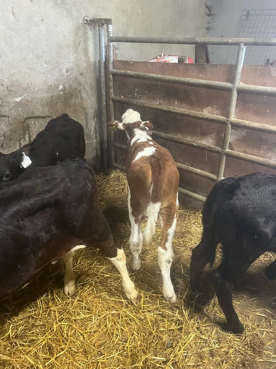 Suck calfs for sale - Image 3