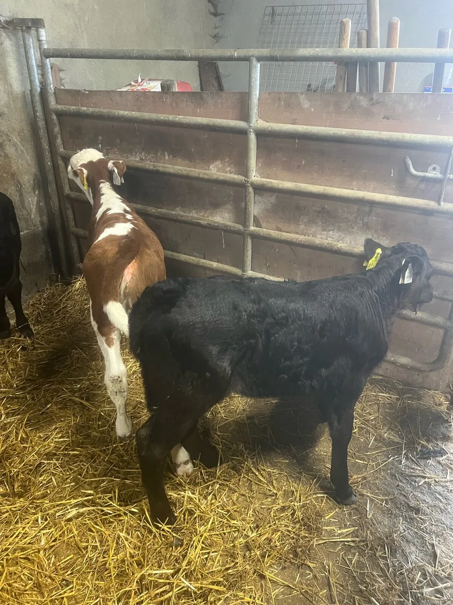 Suck calfs for sale - Image 4