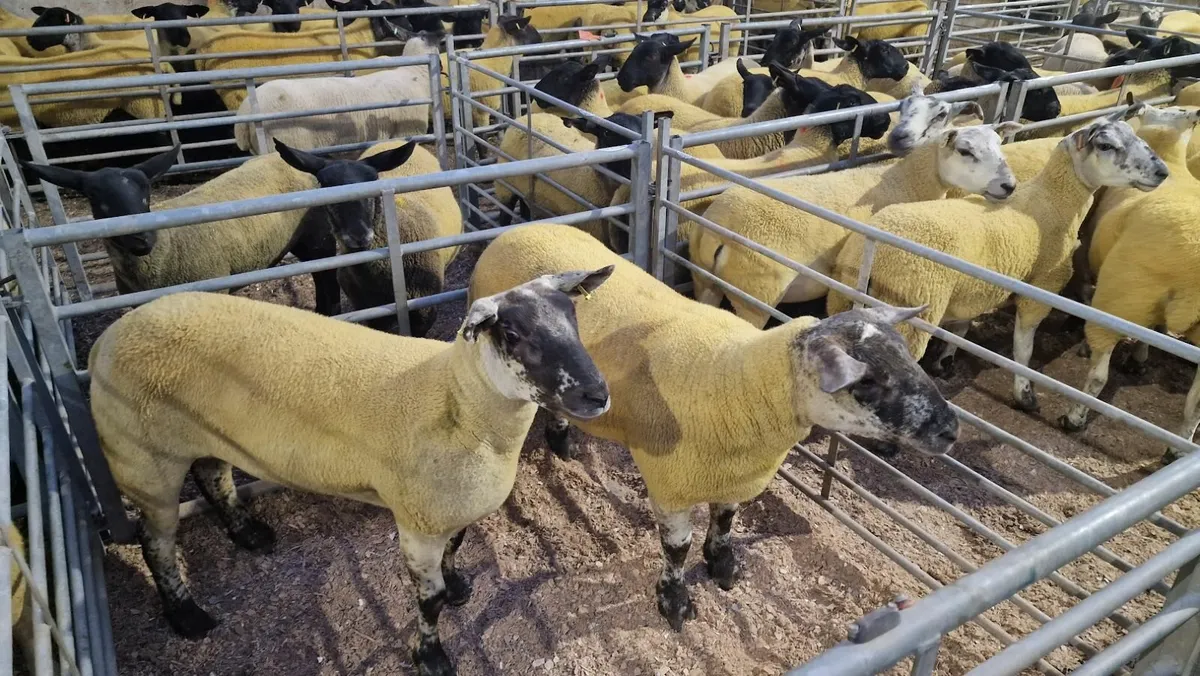 Suff Tex Hoggets - Image 1