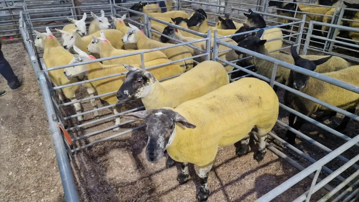 Suff Tex Hoggets - Image 2