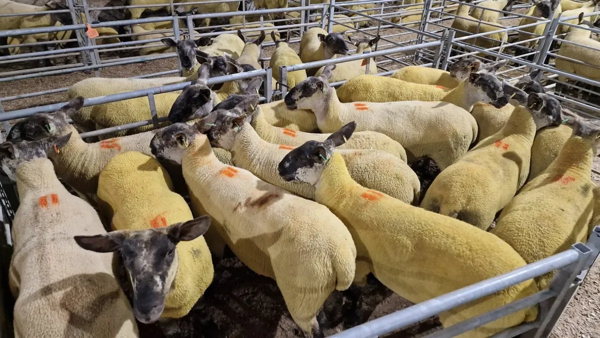 Suffolk Cheviot Hoggets - Image 1