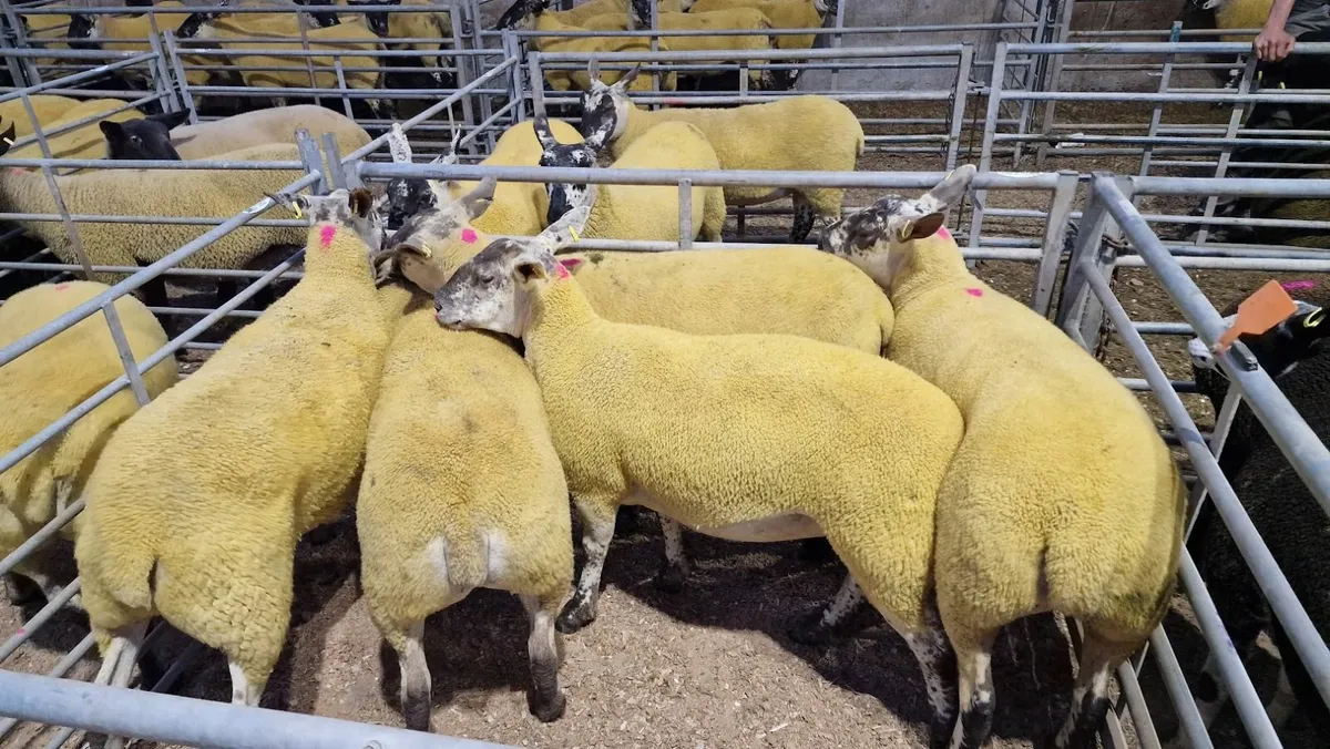 Suff Tex Hoggets - Image 3