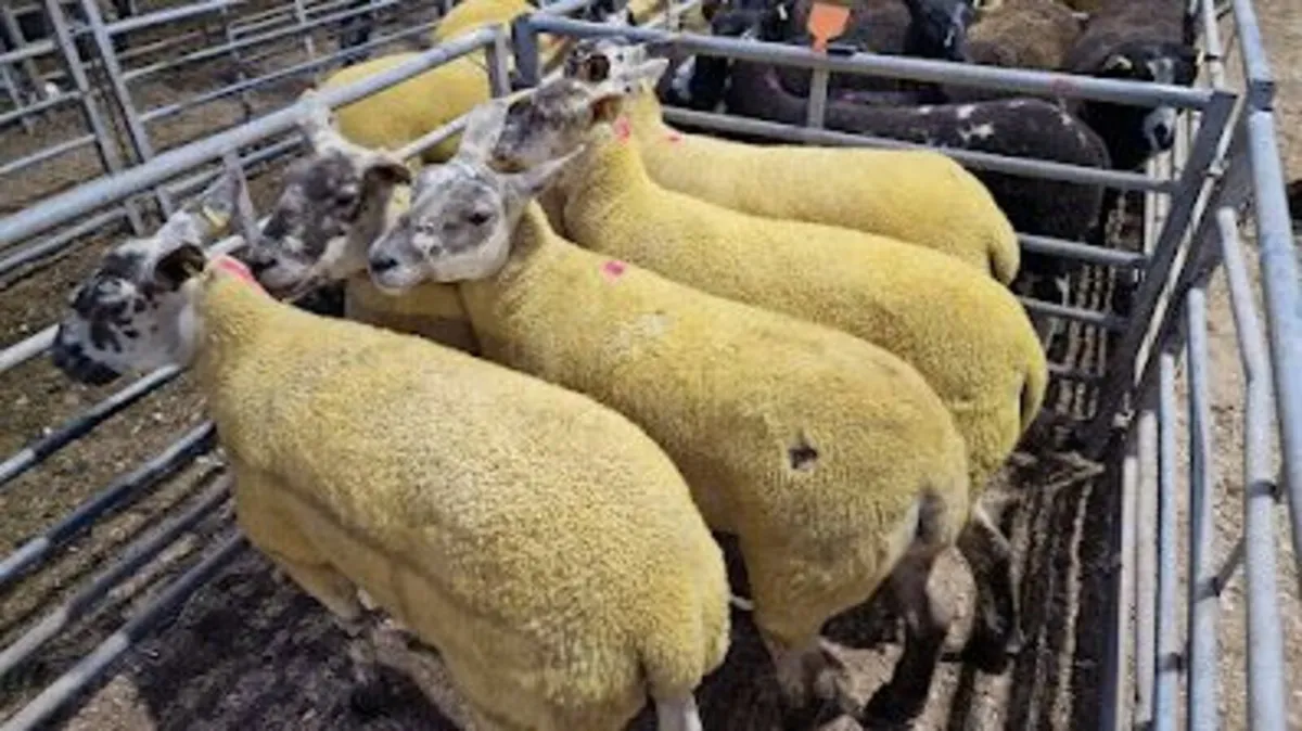 Suff Tex Hoggets - Image 4