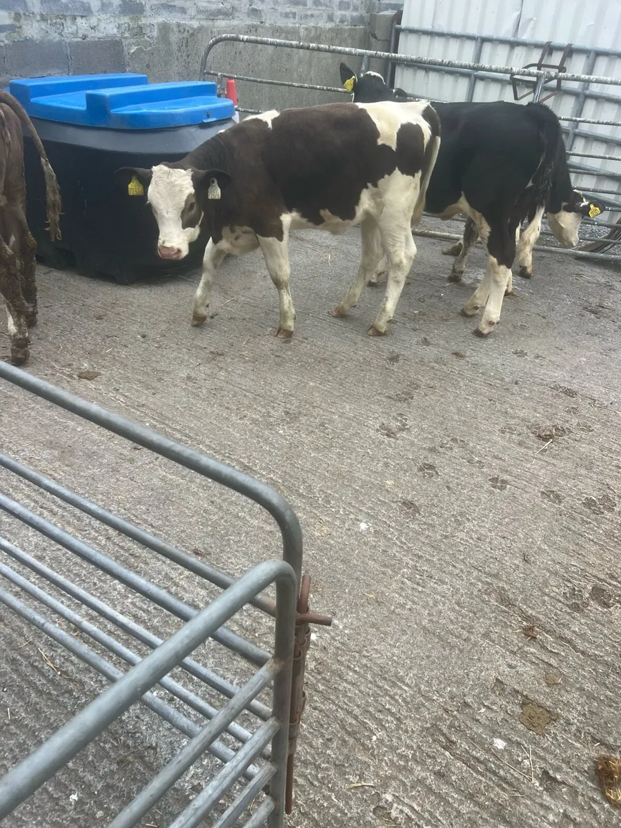 Continental heifer weanlings for sale - Image 1